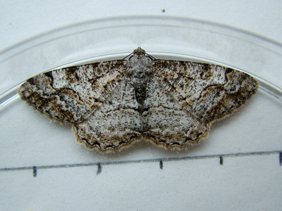 Mottled Beauty
